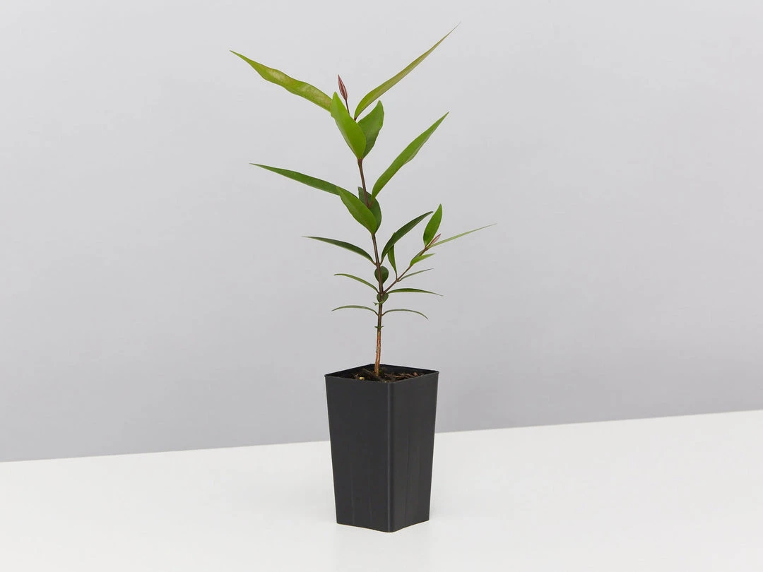 Plants In A Box The Weeping Lilly Pilly (Waterhousia Floribunda) 6 Plants In A Box The Weeping Lilly Pilly (Waterhousia Floribunda)