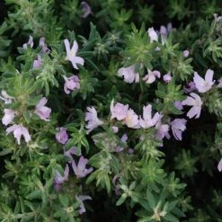 Hedge Westringia Fruticosa Jervis Gem