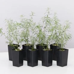 Shrubs Westringia Fruticosa Blue Moon Full Sun