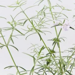 Shrubs Westringia Fruticosa Blue Moon Full Sun