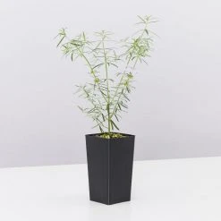 Shrubs Westringia Fruticosa Blue Moon Full Sun