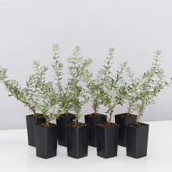 Shrubs Westringia Fruticosa Hedging Plants