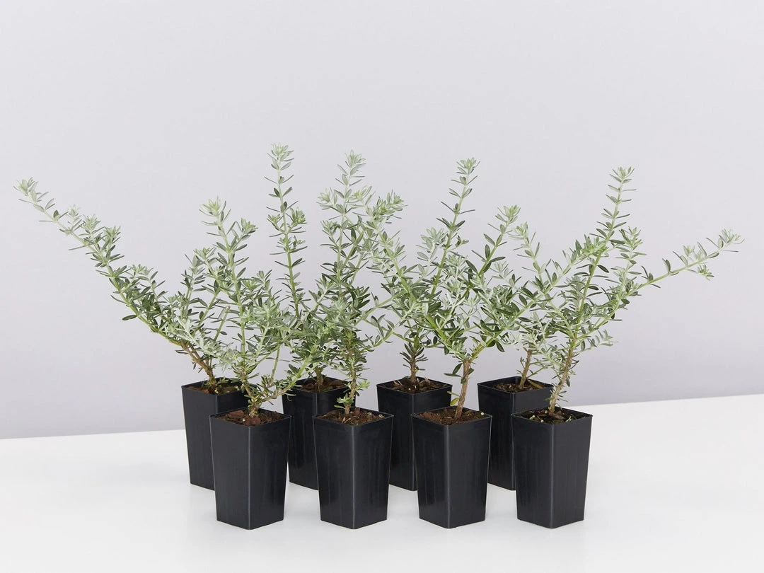 Shrubs Westringia Fruticosa Hedging Plants 3 Shrubs Westringia Fruticosa Hedging Plants