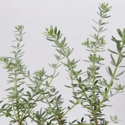 Shrubs Westringia Fruticosa Hedging Plants 10 Shrubs Westringia Fruticosa Hedging Plants