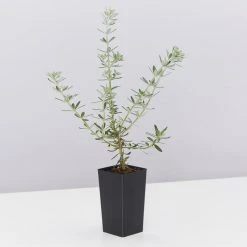 Shrubs Birds And Bees ๐ Australian Native Plant Pack 30 Shrubs Birds And Bees ???? Australian Native Plant Pack