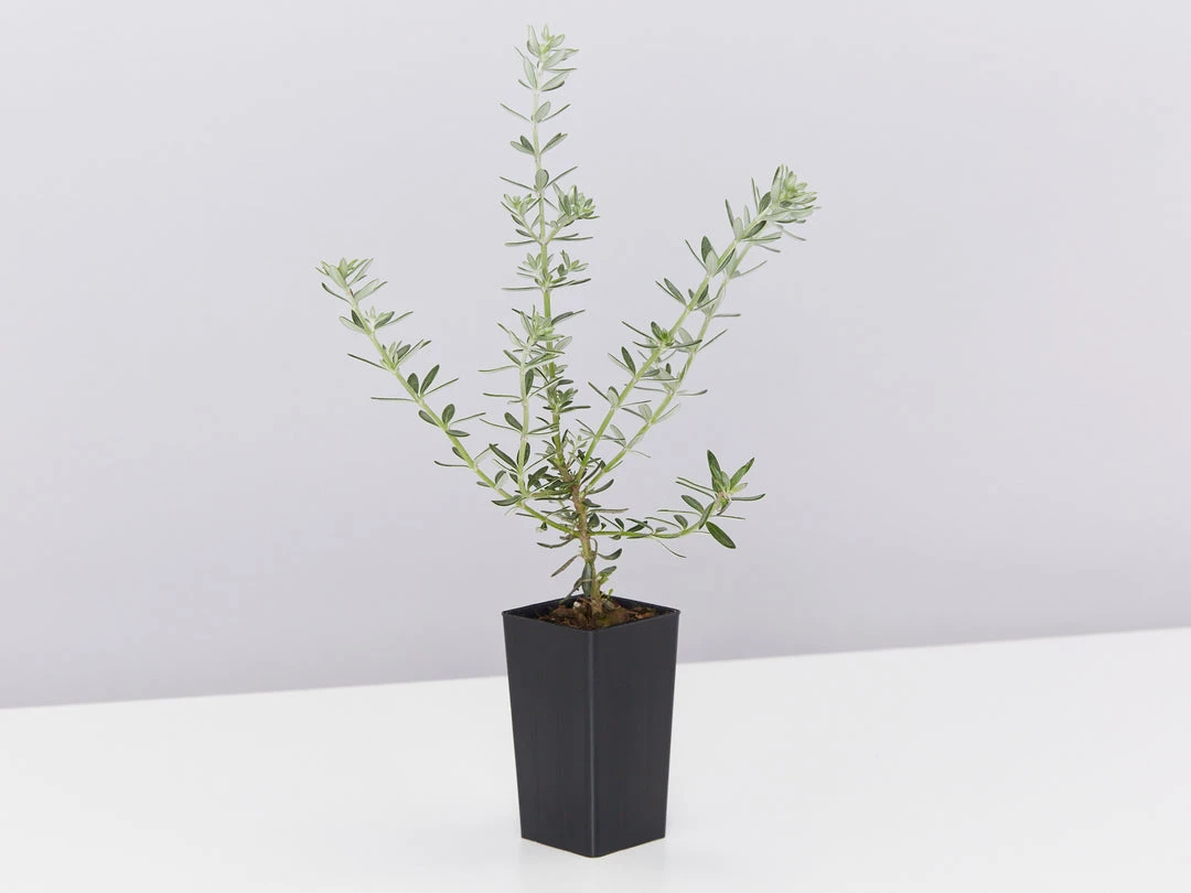 Shrubs Birds And Bees ๐ Australian Native Plant Pack 16 Shrubs Birds And Bees ???? Australian Native Plant Pack