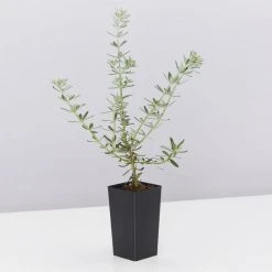 Shrubs Westringia Fruticosa Hedging Plants 12 Shrubs Westringia Fruticosa Hedging Plants