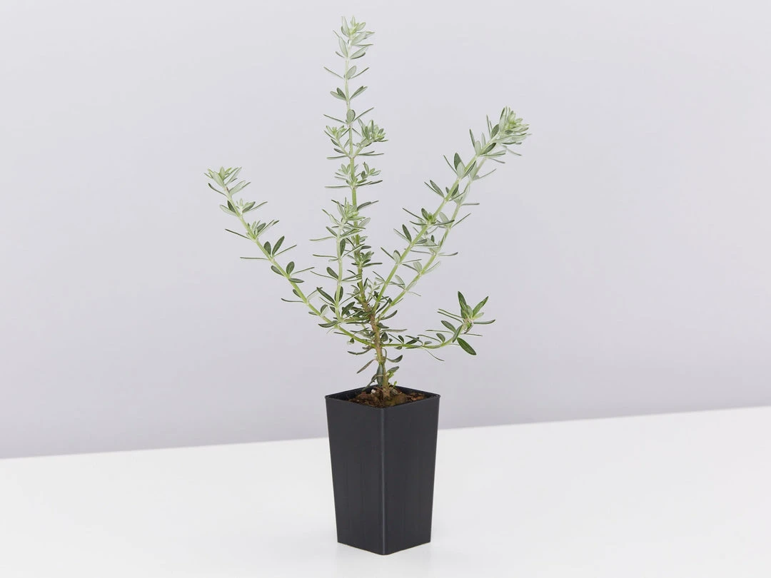 Shrubs Westringia Fruticosa Hedging Plants 7 Shrubs Westringia Fruticosa Hedging Plants