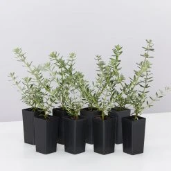 Hedge Westringia Fruticosa Zena