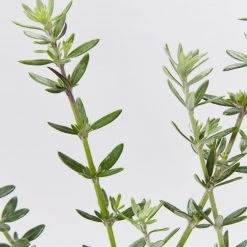 Hedge Westringia Fruticosa Zena