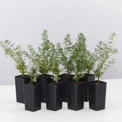 Hedge Westringia Fruticosa Jervis Gem