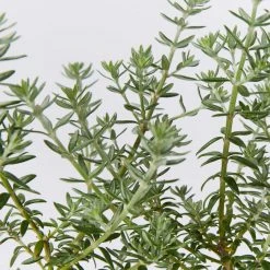 Hedge Westringia Fruticosa Jervis Gem