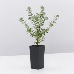 Hedge Westringia Fruticosa Jervis Gem