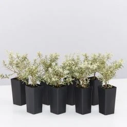 Shrubs Westringia Fruticosa Peppermint Cream