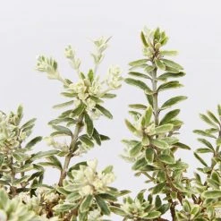 Shrubs Westringia Fruticosa Peppermint Cream