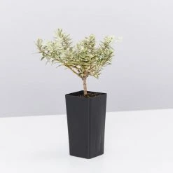 Shrubs Westringia Fruticosa Peppermint Cream