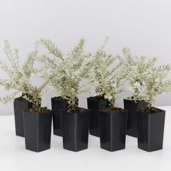 Shrubs Westringia Fruticosa 'Smokey'