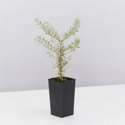 Shrubs Westringia Fruticosa 'Smokey'