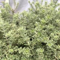 Shrubs Westringia Fruticosa 'Smokey'