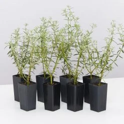 Hedge Westringia Wynyabbie Gem Hedging Plants