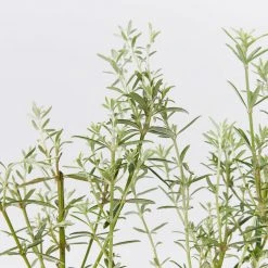 Hedge Westringia Wynyabbie Gem Hedging Plants