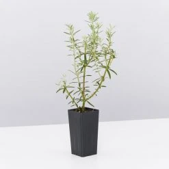 Hedge Westringia Wynyabbie Gem Hedging Plants