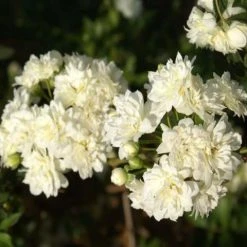 Shrubs Full Sun Rosa Banksiae Alba