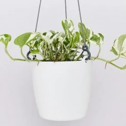Indoor Garden Self-Watering Eco ♻️ Hanging Planter - Pot + Plant + Soil Office & Home Office