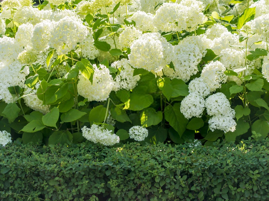 Shrubs Hydrangea Alba 4 Shrubs Hydrangea Alba