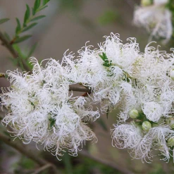 Shrubs Melaleuca Thymifolia White Lace