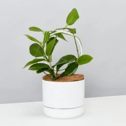 Pot + Plant Gift Box Hoya Gift Box - Includes Pot + Plant Stake + Soil Pet-friendly Indoor Plants