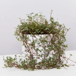 Indoor Garden Pilea Silver Sprinkles - Pot + Plant Gift Kits