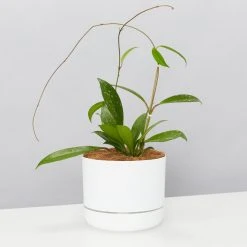 Pot + Plant Gift Box Hoya Pubicalyx - Pot + Plant + Soil