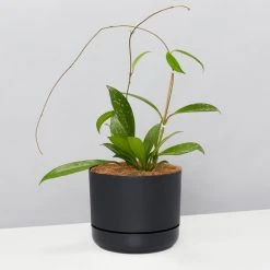 Pot + Plant Gift Box Hoya Pubicalyx - Pot + Plant + Soil