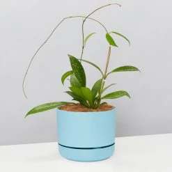 Pot + Plant Gift Box Hoya Pubicalyx - Pot + Plant + Soil