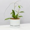 Pot + Plant Gift Box Hoya Pubicalyx - Pot + Plant + Soil