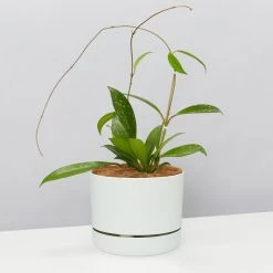 Pot + Plant Gift Box Hoya Pubicalyx - Pot + Plant + Soil