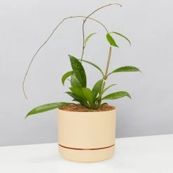 Pot + Plant Gift Box Hoya Pubicalyx - Pot + Plant + Soil