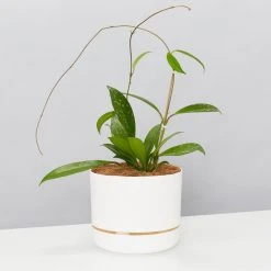 Pot + Plant Gift Box Hoya Pubicalyx - Pot + Plant + Soil