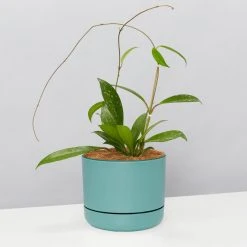 Pot + Plant Gift Box Hoya Pubicalyx - Pot + Plant + Soil
