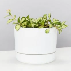 Indoor Garden Hoya Heuschkeliana Variegata Pet-friendly Indoor Plants