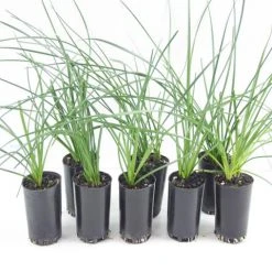 Shrubs Full Sun Zephyranthes Candida Rain Lily