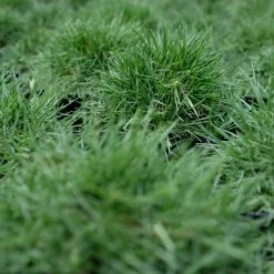 Shrubs Full Sun Zoysia Tenuifolia 'No-Mow' Grass Groundcover Pack