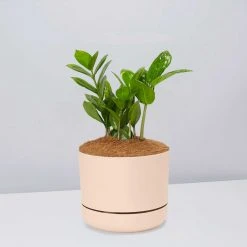 Pot + Plant Gift Box Cacti & Succulents The Plant Killers Gift Box - ZZ Plant