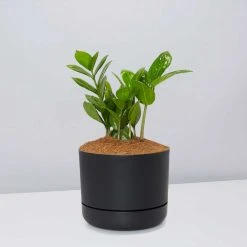 Pot + Plant Gift Box Cacti & Succulents The Plant Killers Gift Box - ZZ Plant