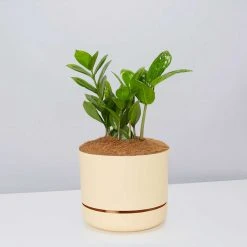 Pot + Plant Gift Box Cacti & Succulents The Plant Killers Gift Box - ZZ Plant