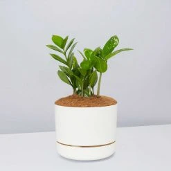 Pot + Plant Gift Box Cacti & Succulents The Plant Killers Gift Box - ZZ Plant