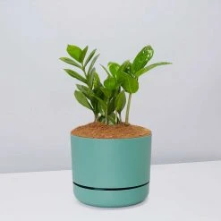 Pot + Plant Gift Box Cacti & Succulents The Plant Killers Gift Box - ZZ Plant