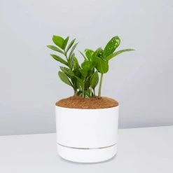 Pot + Plant Gift Box Cacti & Succulents The Plant Killers Gift Box - ZZ Plant