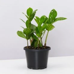 Urban Eden Oatmeal Vessel + Potted Plant